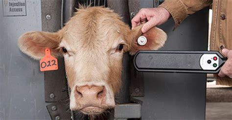 rfid tags for cattle cost|rfid tags for cattle usda.